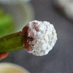 Cách làm chả tôm cuốn đậu bắp