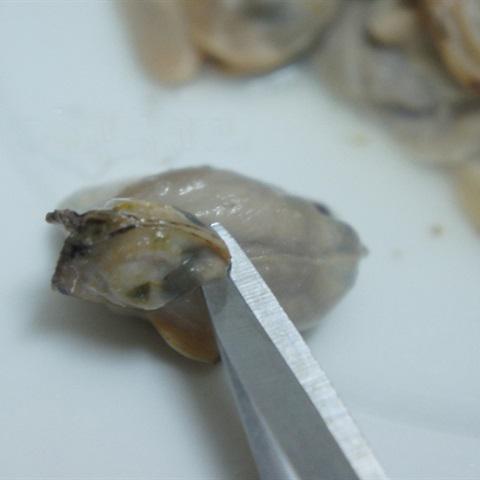 Cách làm chả trai thì là