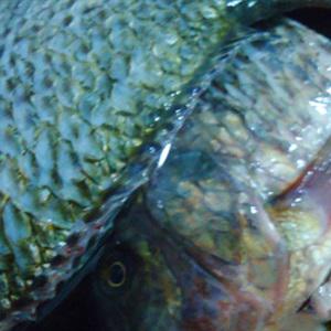 Cách làm cháo cá trắm