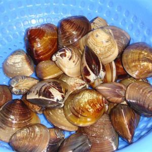 Cách làm cháo ngao