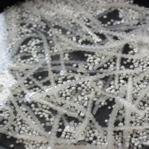 Cách làm chè chuối khoai môn