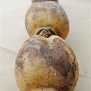 Cách làm chè củ sen trà lài