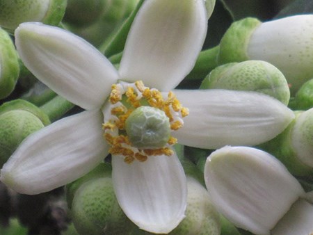 Chè hạt sen nhãn lồng hương bưởi