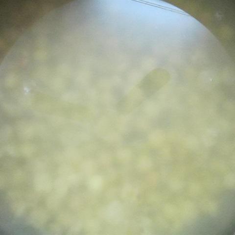 Cách làm chè hạt sen nhãn lồng