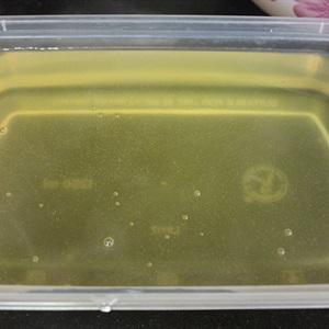 Cách nấu chè nhãn nhục thạch