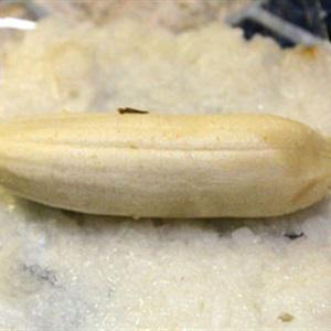 Cách làm chuối sứ bọc nếp nướng