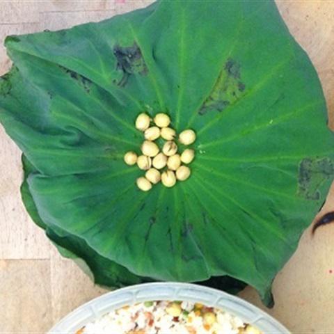 Cách làm cơm hấp lá sen bằng lò vi sóng