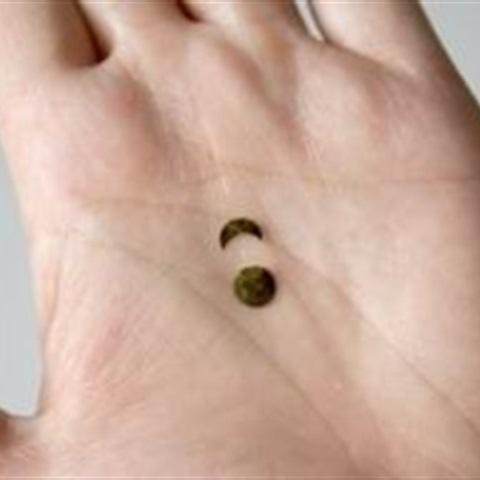 Cách làm cơm nắm hình chú cừu