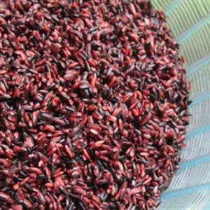 Cách làm cơm rượu nếp cẩm