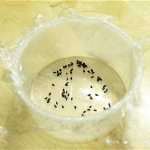 Cách làm cơm thịt heo khìa nước dừa