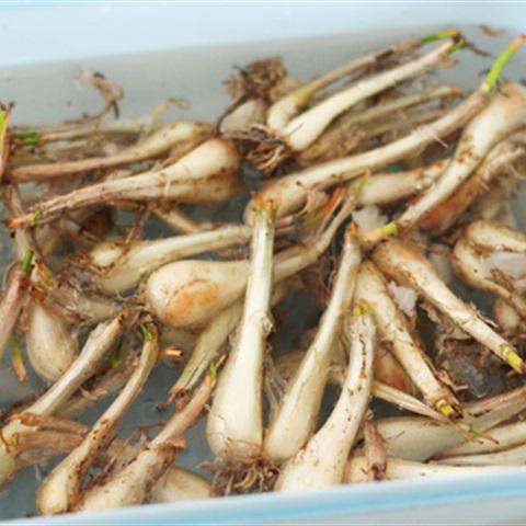 Cách làm củ kiệu ngâm giấm ngày Tết