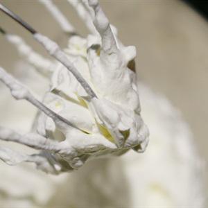 Cách làm cupcake - Black Forest