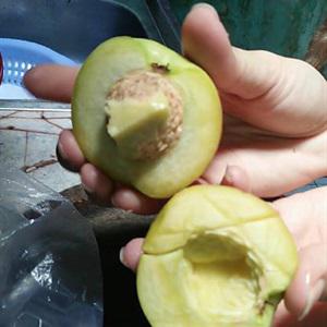 Cách nấu đào ngâm nước đường