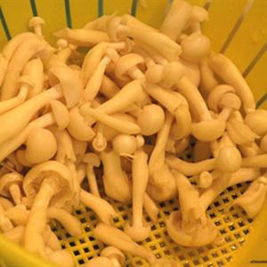 Cách làm đậu hũ xào cà tím và nấm