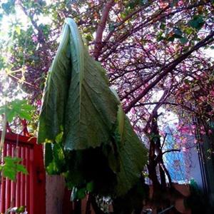 Cách làm dưa cải bẹ xanh