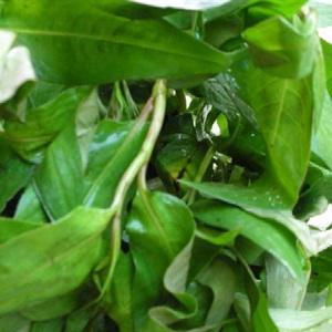 Cách làm gà bóp thấu