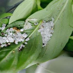 Cách làm gà nướng bơ kiểu thổ dân