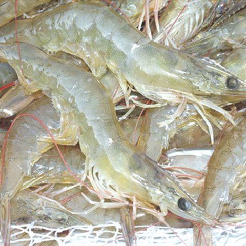 Cách làm gỏi tôm ra nhút