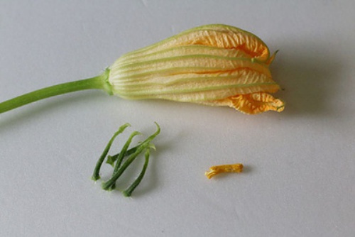 Hướng dẫn làm thạch coca cola cực ngon lại vô cùng đơn giản khiến ai cũng thích mê