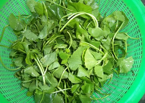 Làm gỏi rau má chay