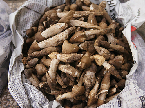 Làm món ăn từ măng tây xanh ngày rằm