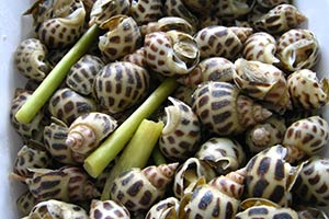 Làm ốc hương hấp gừng thơm nồng nàn trong bữa tiệc xum họp