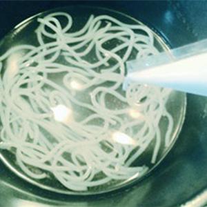 Cách làm sợi bánh canh