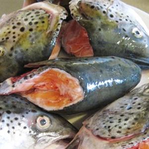 Cách làm lẩu đầu cá hồi