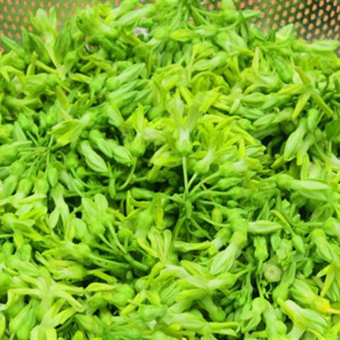 Cách làm mực xào bông thiên lý