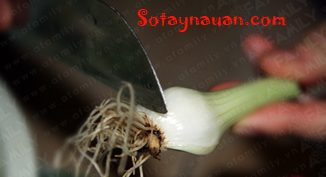 Muối dưa hành ngon ăn tết thôi nào