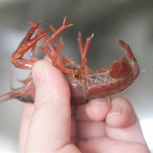 Cách làm mướp nhồi tôm hấp