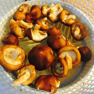 Cách làm nấm đông cô đậu hũ kho sả ớt