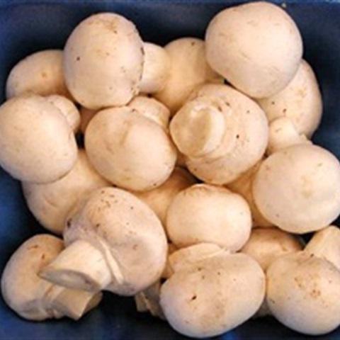 Cách làm nấm mỡ chiên xù