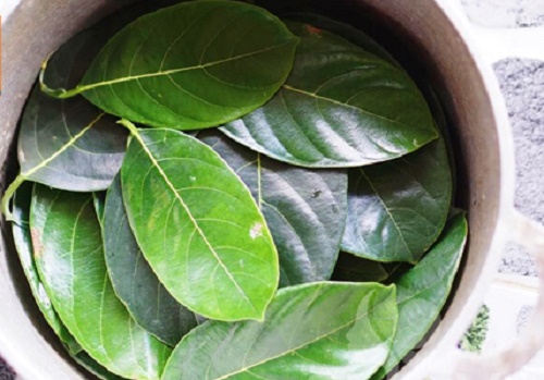 Nama matcha chocolate  món tráng miệng khiến người người thích mê