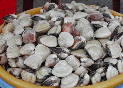 Nấu cà ri nghêu ngon miệng cho cả nhà ngày cuối tuần