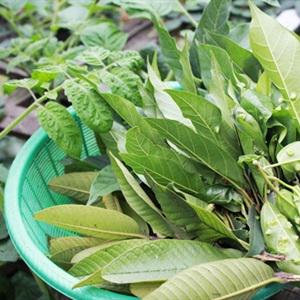 Cách làm nem tai cuốn lá sung