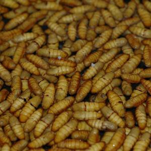 Cách làm nhộng rang lá chanh