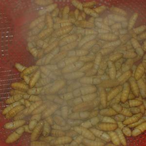 Cách làm nhộng rang lá chanh