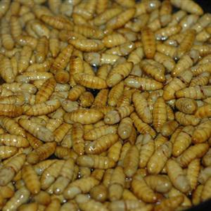 Cách làm nhộng rang lá chanh