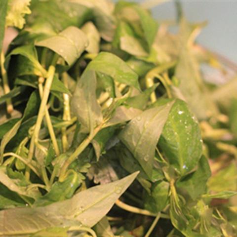 Cách làm nộm nấm chua thanh