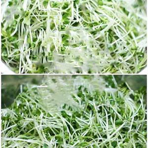 Cách làm nộm rau mầm