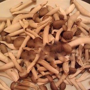 Cách làm nui thịt bằm đút lò