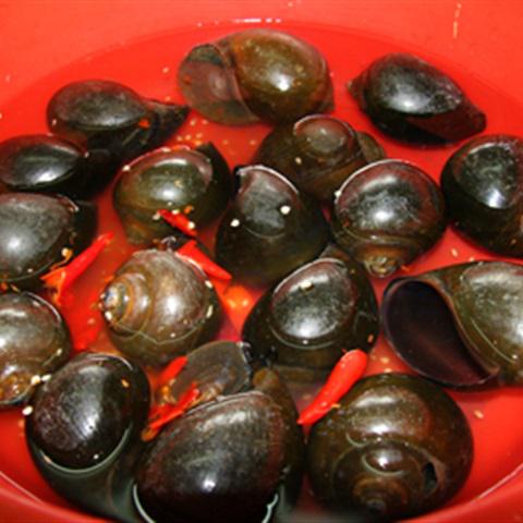 Cách làm ốc bươu nhồi thịt chấm mắm gừng