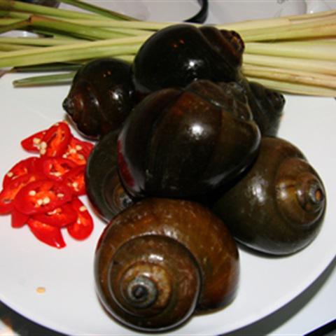 Cách làm ốc bươu nhồi thịt chấm mắm gừng