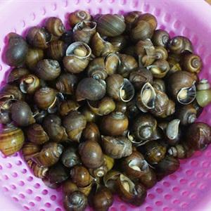 Cách làm ốc bươu xào sả ớt
