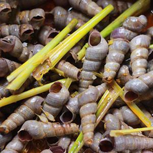 Cách làm ốc đinh xào sả ớt