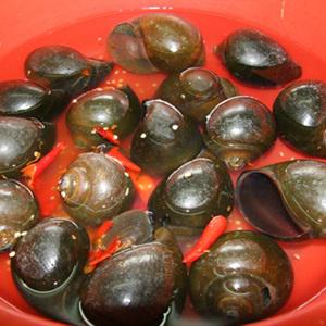 Cách làm ốc hấp lá chanh