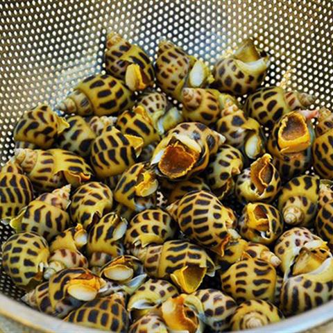 Cách làm ốc hương rang muối ớt phô mai