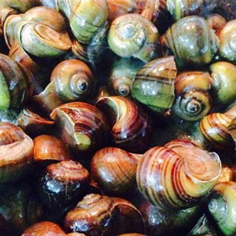 Cách làm ốc mít xào cay