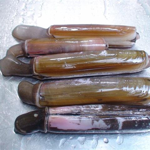 Cách làm ốc móng tay sốt dầu hào